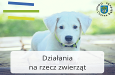 Czytaj więcej: Ogłoszenie dotyczące opieki nad zwierzętami 