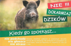 Czytaj więcej: Nie dokarmiaj dzików!